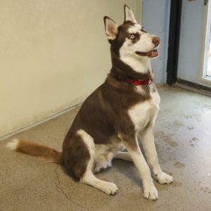 Picture of Brownie Boy