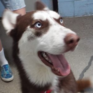 Picture of Brownie Boy