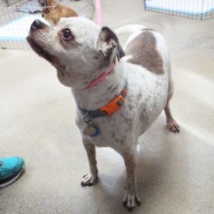 Picture of Buster