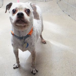 Picture of Buster