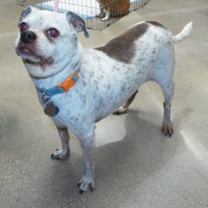 Picture of Buster