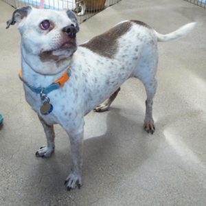 Picture of Buster