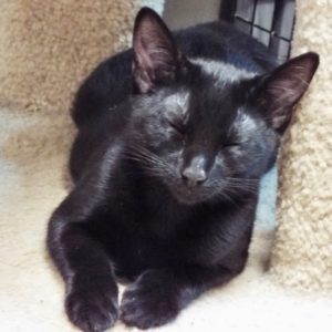 Picture of Choko