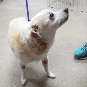 Picture of Churro