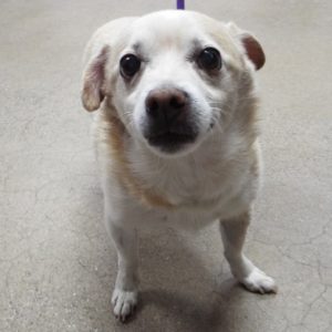 Picture of Churro