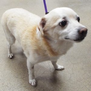 Picture of Churro