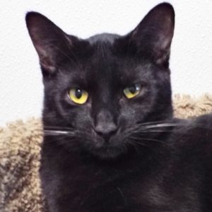 Picture of Cookie