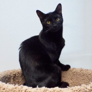 Picture of Cookie