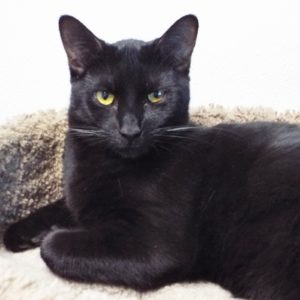 Picture of Cookie