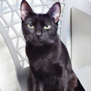 Picture of Cookie