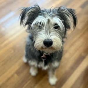 Picture of Finn