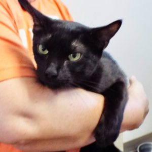 Picture of Jet