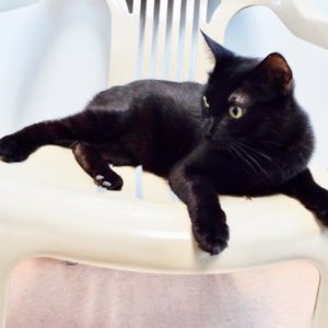 Picture of Jet