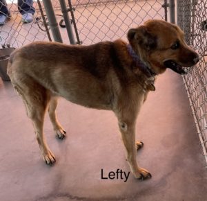 Picture of Lefty