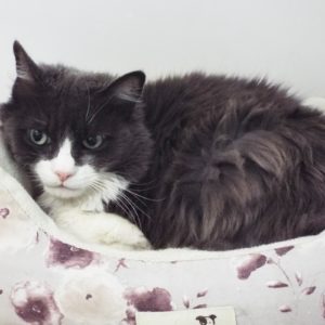 Picture of Little Charlie