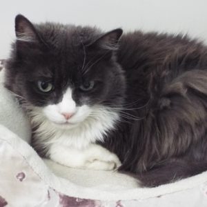 Picture of Little Charlie