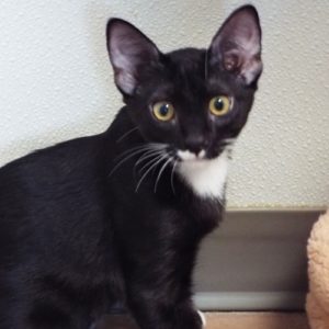 Picture of Marble
