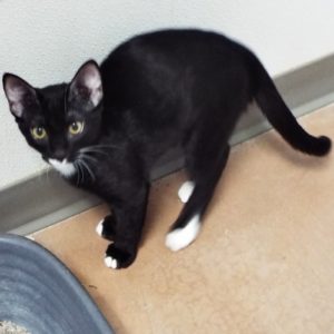 Picture of Marble