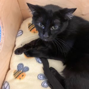 Picture of Midnight