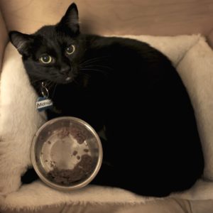 Picture of Midnight