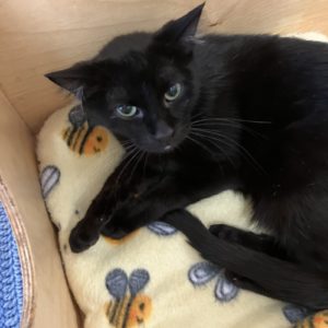 Picture of Midnight