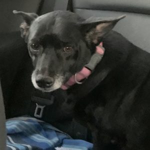 Picture of Princess