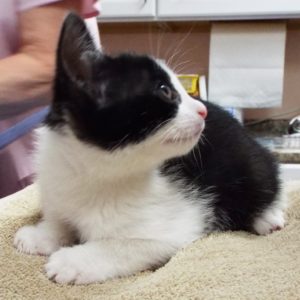 Picture of Rascal