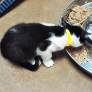 Picture of Rascal