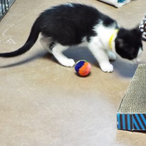 Picture of Rascal