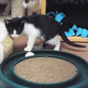 Picture of Rascal