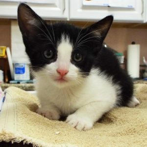 Picture of Rascal