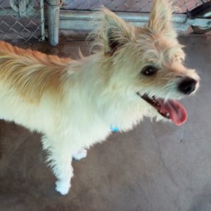 Picture of Skippy