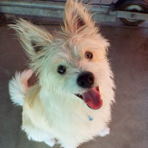 Picture of Skippy