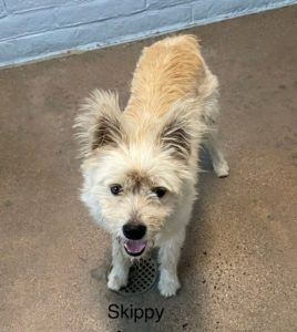 Picture of Skippy