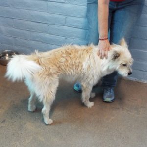 Picture of Skippy