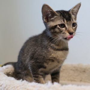 Picture of Sparky