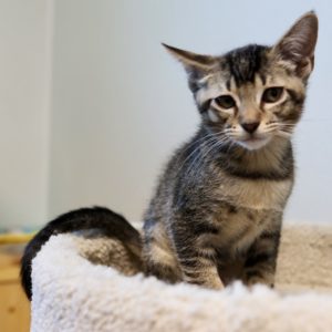 Picture of Sparky