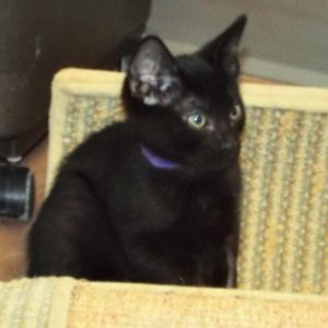 Picture of Squall