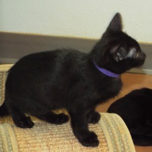 Picture of Squall
