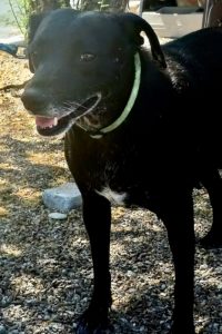 Picture of Sweet Pea