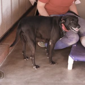 Picture of Sweet Pea
