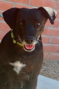 Picture of Sweet Pea