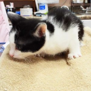 Picture of Whippersnapper