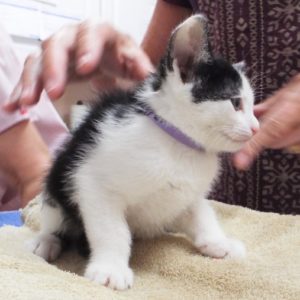 Picture of Whippersnapper