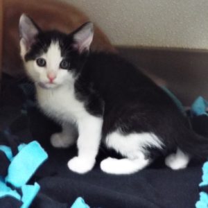 Picture of Whippersnapper