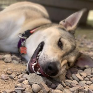 Picture of Zoey