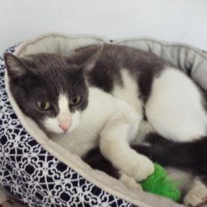 Picture of Adelita