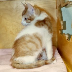 Picture of Amigo