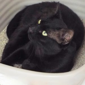 Picture of Artemis