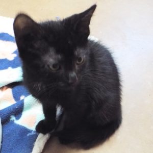 Picture of Baby Bear